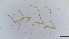  (Eukiefferiella lobifera - HKU29)  @11 [ ] Copyright (2025) Mathew Stephen Seymour The University of Hong Kong