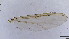  (Chironomus sp. 2SC - HKU35)  @11 [ ] Copyright (2025) Mathew Stephen Seymour The University of Hong Kong