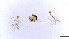  (Parapmetriocnemus - HKU40)  @11 [ ] Copyright (2025) Mathew Stephen Seymour The University of Hong Kong