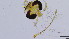  (Parametriocnemus ornaticornis - HKU57)  @11 [ ] Copyright (2025) Mathew Stephen Seymour The University of Hong Kong