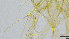  ( - HKU59)  @11 [ ] Copyright (2025) Mathew Stephen Seymour The University of Hong Kong