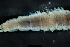  (Ephemera spilosa - 2022EPH037ECS015_a)  @11 [ ] c  Mathew Seymour The University of Hong Kong