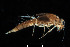  (Tenuibaetis pseudofrequentus - 2023_B_ECS005_a)  @11 [ ] Copyright (2025) Mathew Seymour The University of Hong Kong