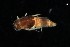  (Caenis bicornis - 2023EPH_016_ECS016_a)  @11 [ ] Copyright (2025) Mathew Seymour The University of Hong Kong