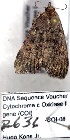 (Idia nr. aemula - 2636-COI-08)  @12 [ ] Unspecified (default): All Rights Reserved  Unspecified Unspecified