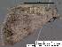  (Bleptina n. sp. 3 - 3587-COI-08)  @12 [ ] Unspecified (default): All Rights Reserved  Unspecified Unspecified