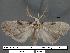  (Nola sp. 1 - 1836-COI-07)  @11 [ ] Unspecified (default): All Rights Reserved  Unspecified Unspecified