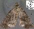  (Ogdoconta fergusoni - 3145-COI-07)  @11 [ ] Unspecified (default): All Rights Reserved  Unspecified Unspecified