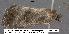  (Ogdoconta nr. tacna - 3146-COI-07)  @11 [ ] Unspecified (default): All Rights Reserved  Unspecified Unspecified