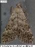  ( - 3186-COI-07)  @11 [ ] Unspecified (default): All Rights Reserved  Unspecified Unspecified