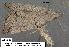  (Zanclognatha minoralis sp. 3 - 3209-COI-08)  @12 [ ] Unspecified (default): All Rights Reserved  Unspecified Unspecified