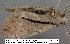  (Dasychira dominickaria - 3274-COI-08)  @13 [ ] Unspecified (default): All Rights Reserved  Unspecified Unspecified