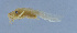  ( - HLXX-041)  @12 [ ] CreativeCommons - Attribution (2010) Zhi-Jun Zhou Centre for Biodiversity Genomics