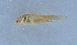  (Nigrimacula xizangensis - HLXX-058)  @11 [ ] CreativeCommons - Attribution (2010) Zhi-Jun Zhou Centre for Biodiversity Genomics