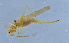  (Xizicus sp. LIH4 - HLXX-080)  @11 [ ] CreativeCommons - Attribution (2010) Zhi-Jun Zhou Centre for Biodiversity Genomics