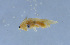  ( - HLXX-107)  @11 [ ] CreativeCommons - Attribution (2010) Zhi-Jun Zhou Centre for Biodiversity Genomics
