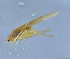  ( - HLXX-109)  @12 [ ] CreativeCommons - Attribution (2010) Zhi-Jun Zhou Centre for Biodiversity Genomics