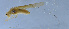  (Xizicus bilobus - HLXX-140)  @12 [ ] CreativeCommons - Attribution (2010) Zhi-Jun Zhou Centre for Biodiversity Genomics