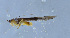  (Xizicus sp. 2 - HLXX-142)  @12 [ ] CreativeCommons - Attribution (2010) Zhi-Jun Zhou Centre for Biodiversity Genomics