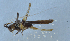  ( - LH-2)  @12 [ ] CreativeCommons - Attribution (2015) Zhi-Jun Zhou Centre for Biodiversity Genomics
