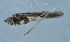  ( - LH-42)  @12 [ ] CreativeCommons - Attribution (2018) Zhi-Jun Zhou Centre for Biodiversity Genomics