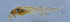  (Xizicus rehni - QM-13)  @12 [ ] CreativeCommons - Attribution (2023) Zhi-Jun Zhou Centre for Biodiversity Genomics