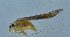  (Xizicus incisus - QM-23)  @13 [ ] CreativeCommons - Attribution (2025) Zhi-Jun Zhou Centre for Biodiversity Genomics