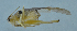  (Xizicus biprocerus - QM-6)  @13 [ ] CreativeCommons - Attribution (2028) Zhi-Jun Zhou Centre for Biodiversity Genomics