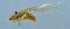  ( - QM-84)  @12 [ ] CreativeCommons - Attribution (2031) Zhi-Jun Zhou Centre for Biodiversity Genomics
