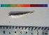  ( - PUL-HMA-Fish-711)  @11 [ ] CreativeCommons-Attribution Non-Commercial Share-Alike (2019) H. M. Tahir Government College University of Lahore