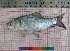  (Labeo catla - PUL-HMA-Fish-713)  @11 [ ] CreativeCommons-Attribution Non-Commercial Share-Alike (2019) H. M. Tahir Government College University of Lahore