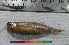  ( - PUL-HMA-Fish-720)  @11 [ ] CreativeCommons-Attribution Non-Commercial Share-Alike (2019) H. M. Tahir Government College University of Lahore