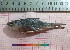  ( - PUL-HMA-Fish-722)  @11 [ ] CreativeCommons-Attribution Non-Commercial Share-Alike (2019) H. M. Tahir Government College University of Lahore