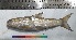  (Bangana dero - PUL-HMA-Fish-725)  @11 [ ] CreativeCommons-Attribution Non-Commercial Share-Alike (2019) H. M. Tahir Government College University of Lahore