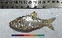  ( - PUL-HMA-Fish-730)  @11 [ ] CreativeCommons-Attribution Non-Commercial Share-Alike (2019) H. M. Tahir Government College University of Lahore