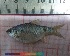  ( - PUL-HMA-Fish-733)  @11 [ ] CreativeCommons-Attribution Non-Commercial Share-Alike (2019) H. M. Tahir Government College University of Lahore