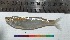  ( - PUL-HMA-Fish-734)  @11 [ ] CreativeCommons-Attribution Non-Commercial Share-Alike (2019) H. M. Tahir Government College University of Lahore