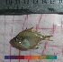  ( - PUL-HMA-Fish-740)  @11 [ ] CreativeCommons-Attribution Non-Commercial Share-Alike (2019) H. M. Tahir Government College University of Lahore