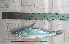  ( - PUL-HMA-Fish-745)  @11 [ ] CreativeCommons-Attribution Non-Commercial Share-Alike (2019) H. M. Tahir Government College University of Lahore