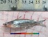  ( - PUL-HMA-Fish-751)  @11 [ ] CreativeCommons-Attribution Non-Commercial Share-Alike (2019) H. M. Tahir Government College University of Lahore