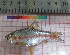  ( - PUL-HMA-Fish-758)  @11 [ ] CreativeCommons-Attribution Non-Commercial Share-Alike (2019) H. M. Tahir Government College University of Lahore