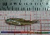  ( - PUL-HMA-Fish-786)  @11 [ ] CreativeCommons-Attribution Non-Commercial Share-Alike (2019) H. M. Tahir Government College University of Lahore