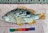  ( - PUL-HMA-Fish-792)  @11 [ ] CreativeCommons-Attribution Non-Commercial Share-Alike (2019) H. M. Tahir Government College University of Lahore