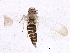  (Macrosiphoniella sanborni - BIOUG01853-A08)  @13 [ ] CreativeCommons - Attribution (2012) CBG Photography Group Centre for Biodiversity Genomics