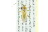  (Creontiades - BIOUG00663-F04)  @14 [ ] CreativeCommons - Attribution (2011) CBG Photography Group Centre for Biodiversity Genomics