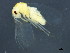  (Trialeurodes vaporariorum - BIOUG01151-A07)  @14 [ ] CreativeCommons - Attribution (2011) CBG Photography Group Centre for Biodiversity Genomics