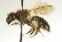  ( - CHU07-BEE-018)  @13 [ ] CreativeCommons - Attribution (2008) Unspecified Centre for Biodiversity Genomics