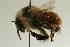  ( - CHU07-BEE-034)  @11 [ ] CreativeCommons - Attribution (2008) Unspecified Centre for Biodiversity Genomics