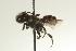  (Megachile chelostomoides - PK-MEX07- 037)  @13 [ ] CreativeCommons - Attribution (2008) Unspecified Centre for Biodiversity Genomics