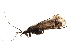  (Limnephilus bipunctatus - 09HMCAD-0244)  @14 [ ] CreativeCommons - Attribution (2009) Unspecified Centre for Biodiversity Genomics